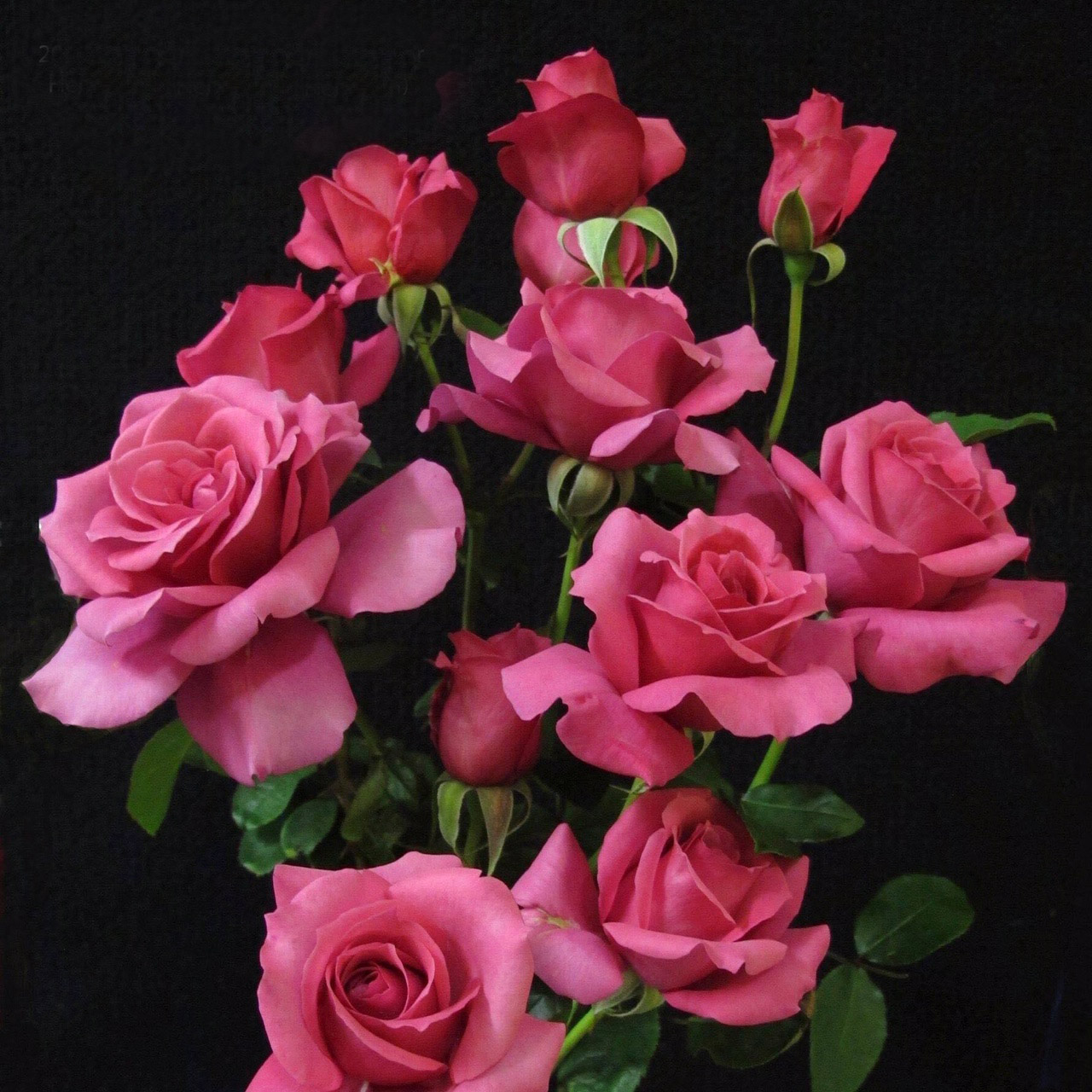 Austral Roses Ausrose Index